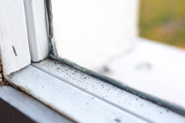 Best Mold Documentation for Insurance Claims  in Georgetown, CA