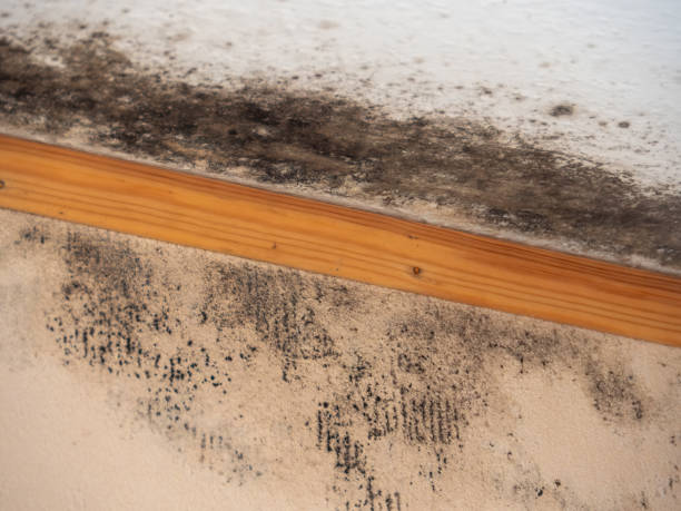 Georgetown, CA Mold Removal Company