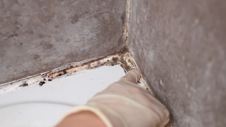 Mold Documentation for Insurance Claims in Georgetown, CA